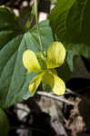 Downy yellow violet